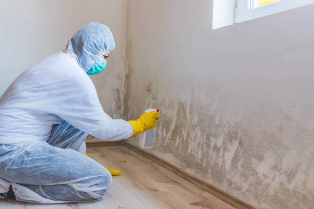 Licensed Commercial Mold Remediation service in Lakewood, NY - WQB Mold Removal